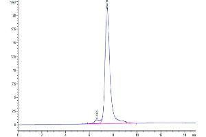 Size-exclusion chromatography-High Pressure Liquid Chromatography (SEC-HPLC) image for C-Type Lectin Domain Family 14, Member A (CLEC14A) (AA 22-397) protein (His tag) (ABIN7274351)