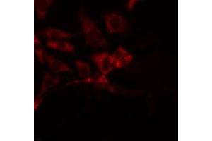 ABIN6272444 staining 293 by IF/ICC. (SERINC3 抗体  (C-Term))