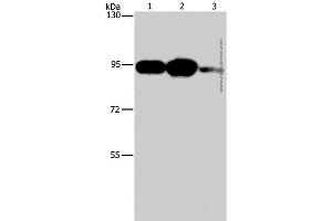Western Blot analysis of Mouse stomach tissue, 293T and Jurkat cell using PLA2G4B Polyclonal Antibody at dilution of 1:1400 (PLA2G4B 抗体)