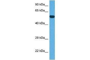 Host:  Rabbit  Target Name:  IRF8  Sample Tissue:  Human DLD1 Whole Cell  Antibody Dilution:  1ug/ml
