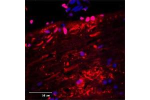 Immunofluorescence (IF) image for anti-Microtubule-Associated Protein 2 (MAP2) (AA 350-400) antibody (ABIN350476)