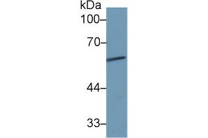 Western Blotting (WB) image for anti-alpha-1-B Glycoprotein (A1BG) (AA 22-206) antibody (ABIN7435802)