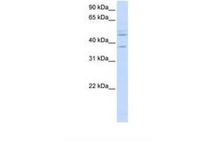 Image no. 1 for anti-Replication Factor C (Activator 1) 3, 38kDa (RFC3) (C-Term) antibody (ABIN6738210)