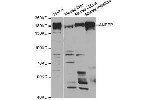 Western blot analysis of extracts of various cell lines, using ANPEP antibody.