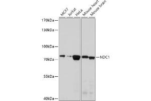 Western blot analysis of extracts of various cell lines, using NDC1 antibody (ABIN7270966) at 1:1000 dilution. (TMEM48 抗体  (AA 340-530))