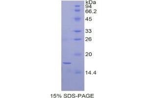 SDS-PAGE analysis of Dog BDNF Protein. (BDNF 蛋白)
