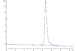The purity of Mouse uPAR isoform 1 is greater than 95 % as determined by SEC-HPLC.