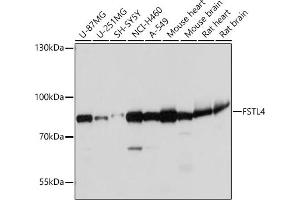 Western blot analysis of extracts of various cell lines, using FSTL4 antibody (ABIN7267228) at 1:1000 dilution. (FSTL4 抗体)