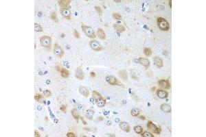 Immunohistochemistry of paraffin-embedded mouse brain using GFM1 antibody. (GFM1 抗体  (AA 482-751))