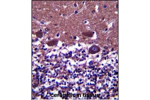 DNAL4 Antibody (N-term) (ABIN657490 and ABIN2846517) immunohistochemistry analysis in formalin fixed and paraffin embedded human cerebellum tissue followed by peroxidase conjugation of the secondary antibody and DAB staining. (DNAL4 抗体  (N-Term))