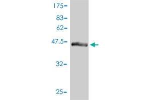 Western Blot detection against Immunogen (46. (UBTD2 抗体  (AA 1-190))