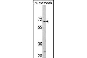 Western blot analysis of CREB3L1 Antibody (C-term) (ABIN390517 and ABIN2840870) in mouse stomach tissue lysates (35 μg/lane). (CREB3L1 抗体  (C-Term))