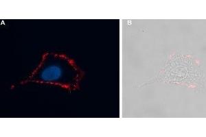 Expression of Neuromedin-U receptor 2 in rat C6 cells - Cell surface detection of NMUR2 in intact living rat brain glioma C6 cells. (NMUR2 抗体  (Extracellular))