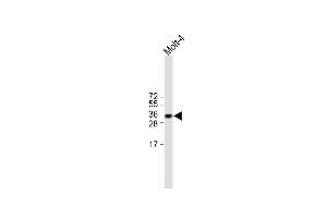 All lanes : Anti-TRBC1 Antibody (Center) at 1:500 dilution Lane 1: Molt-4 whole cell lysate Lysates/proteins at 20 μg per lane. (TRBC1 抗体  (AA 104-136))