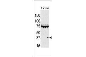 The anti-Aurora C Pab g is used in Western blot to detect Aurora C in lysates of 293 cells expressing Flag tag (lane 1), Flag-tagged Aurora A (lane 2), Flag-tagged Aurora B (lane 3), and Flag-tagged Aurora C (lane 4). (Aurora Kinase C 抗体  (AA 115-145))