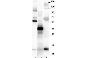 Western blot using  affinity purified anti-mouse NAG-1/GDF15 antibody.
