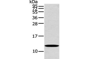 Gel: 12 % SDS-PAGE, Lysate: 40 μg, Lane: Mouse heart tissue, Primary antibody: ABIN7191847(PFDN6 Antibody) at dilution 1/250 dilution, Secondary antibody: Goat anti rabbit IgG at 1/8000 dilution, Exposure time: 20 seconds (PFDN6 抗体)