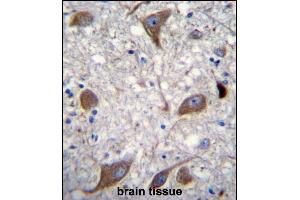 NRG3 Antibody (C-term) (ABIN1881587 and ABIN2840660) immunohistochemistry analysis in formalin fixed and paraffin embedded human brain tissue followed by peroxidase conjugation of the secondary antibody and DAB staining. (Neuregulin 3 抗体  (AA 688-717))