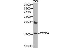 Western Blotting (WB) image for anti-Regenerating Islet-Derived 3 alpha (REG3A) antibody (ABIN1874578) (REG3A 抗体)