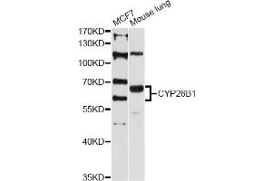 Western blot analysis of extracts of various cell lines, using CYP26B1 antibody (ABIN5997552) at 1:3000 dilution. (CYP26B1 抗体)