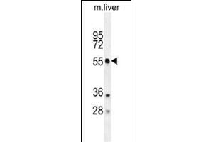 ATG4D Antibody (N-term) (ABIN655395 and ABIN2844943) western blot analysis in mouse liver tissue lysates (35 μg/lane). (ATG4D 抗体  (N-Term))