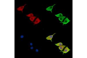 ABIN7096706 and ABIN7100771 staining HepG2 cells by IF/ICC.