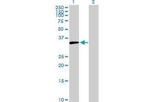 Western Blot analysis of AKR1D1 expression in transfected 293T cell line by AKR1D1 MaxPab polyclonal antibody. (AKR1D1 抗体  (AA 1-326))