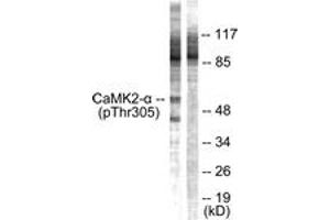 Western blot analysis of extracts from NIH-3T3 cells, using CaMK2 alpha/beta/delta (Phospho-Thr305) Antibody. (CaMK2 alpha/beta/delta 抗体  (pThr305))