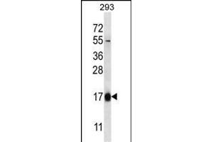 HBQ1 Antibody (N-term) (ABIN656920 and ABIN2846115) western blot analysis in 293 cell line lysates (35 μg/lane). (HBQ1 抗体  (N-Term))