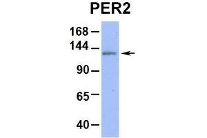Western Blotting (WB) image for anti-Period Circadian Protein 2 (PER2) (Middle Region) antibody (ABIN2781189)
