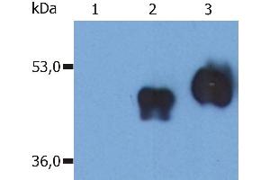 Western Blotting analysis (non-reducing conditions) of over-expressed human CD14 using anti-CD14 (MEM-18). (CD14 抗体  (APC))