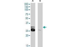 MYF5 polyclonal antibody  (0. (MYF5 抗体)