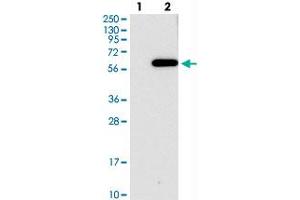 Western blot analysis of Lane 1: Negative control (vector only transfected HEK293T lysate), Lane 2: Over-expression Lysate (Co-expressed with a C-terminal myc-DDK tag (~3. (C2orf30 抗体)