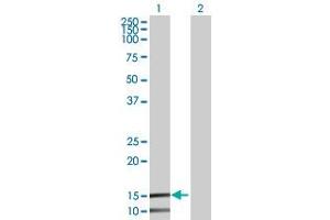 Western Blot analysis of IFITM2 expression in transfected 293T cell line by IFITM2 MaxPab polyclonal antibody. (IFITM2 抗体  (AA 1-132))