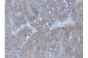 Detection of POFUT1 in Human Liver Tissue using Polyclonal Antibody to Protein O-Fucosyltransferase 1 (POFUT1) (POFUT1 抗体  (AA 238-388))