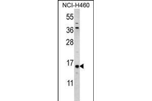 HIST3H3 Antibody (Center) (ABIN656159 and ABIN2845490) western blot analysis in NCI- cell line lysates (35 μg/lane). (Histone 3 抗体  (AA 50-78))