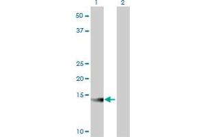 Western Blot analysis of ATP6V1G2 expression in transfected 293T cell line by ATP6V1G2 monoclonal antibody (M02), clone 2E11. (ATP6V1G2 抗体  (AA 41-118))