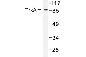 Image no. 1 for anti-Neurotrophic Tyrosine Kinase, Receptor, Type 1 (NTRK1) antibody (ABIN272088) (TRKA 抗体)