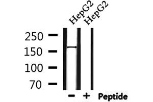 Western blot analysis of extracts from HepG2, using PIK3C2A Antibody. (PIK3C2A 抗体  (C-Term))
