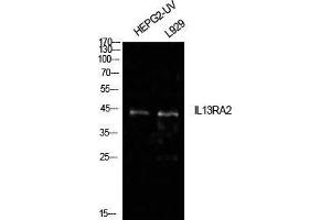 Western Blot (WB) analysis of HepG2(UV), L929 cells using IL-13Ralpha2 Polyclonal Antibody. (IL13RA2 抗体  (Internal Region))
