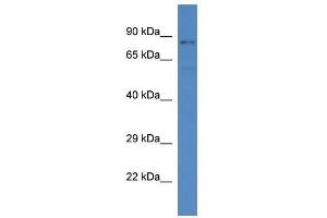 Western Blot showing Sgk3 antibody used at a concentration of 1. (SGK3 抗体  (C-Term))