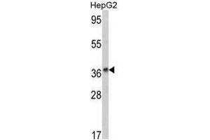 Image no. 1 for anti-Alcohol Dehydrogenase 1B (Class I), beta Polypeptide (ADH1B) (AA 216-245) antibody (ABIN452722)
