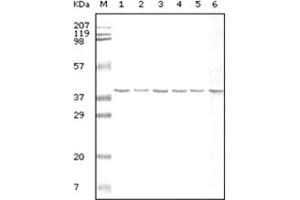 Western Blotting (WB) image for anti-Glyceraldehyde-3-Phosphate Dehydrogenase (GAPDH) antibody (ABIN2464055) (GAPDH 抗体)