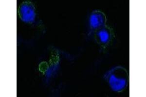 Confocal immunofluorescence analysis of methanol-fixed HEK293 cells trasfected with FGFR4-hIgGFc using FGFR4 antibody (green), showing membrane localization. (FGFR4 抗体)