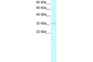 WB Suggested Anti-NPM1 Antibody Titration:  1. (NPM1 抗体  (C-Term))