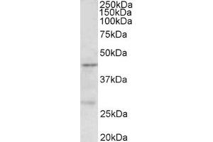 Western Blotting (WB) image for anti-Protein Arginine Methyltransferase 6 (PRMT6) (AA 42-53) antibody (ABIN1103783)