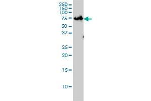 Image no. 2 for anti-Zinc Finger Protein 143 (ZNF143) (AA 1-627) antibody (ABIN466122) (ZNF143 抗体  (AA 1-627))
