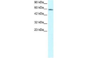 Human HepG2; WB Suggested Anti-CHES1 Antibody Titration: 1. (FOXN3 抗体  (C-Term))