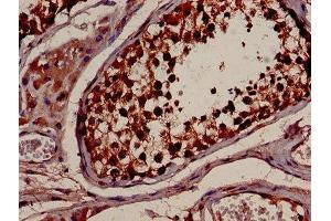 IHC image of ABIN7142083 diluted at 1:600 and staining in paraffin-embedded human testis tissue performed on a Leica BondTM system. (YWHAB 抗体  (AA 1-246))