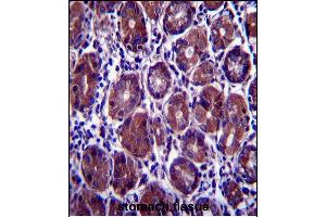 EIF2S1 Antibody (N-term) (ABIN657392 and ABIN2846433) immunohistochemistry analysis in formalin fixed and paraffin embedded human stomach tissue followed by peroxidase conjugation of the secondary antibody and DAB staining. (EIF2S1 抗体  (N-Term))
